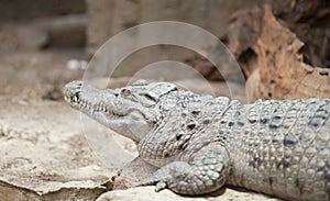 Philippine Crocodile Crocodylus Mindorensis