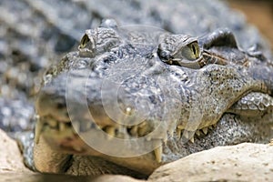 Philippine Crocodile. Crocodylus mindorensis