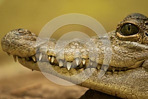 Philippine crocodile Crocodylus mindorensis critically endangered