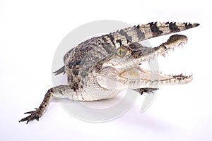 Philippine crocodile,Crocodylus mindorensis