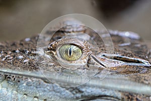 Philippine crocodile Crocodylus mindorensis focuses on the eye