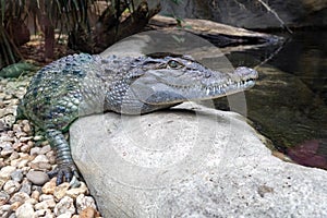 Philippine crocodile, Crocodylus mindorensis, is one of the most endangered species of crocodiles