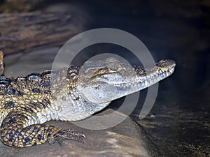 Philippine crocodile, Crocodylus mindorensis, is one of the rarest crocodiles