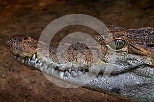 Philippine crocodile, Crocodylus mindorensis, relatively small species of freshwater crocodile. Detail muzzle portrait of reptile photo
