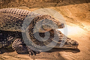 Philippine crocodile and his child on top of it