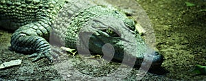 Philippine Crododile - Crocodylus mindorensis