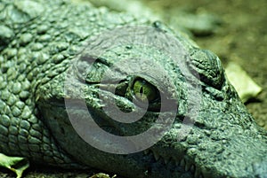 Philippine Crododile - Crocodylus mindorensis