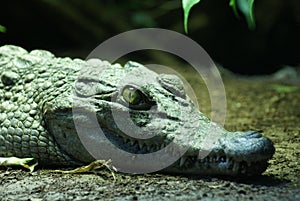 Philippine Crododile - Crocodylus mindorensis