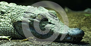 Philippine Crododile - Crocodylus mindorensis