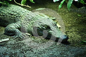 Philippine Crododile - Crocodylus mindorensis