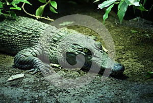 Philippine Crododile - Crocodylus mindorensis