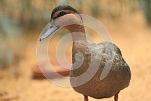 Philippine duck photo