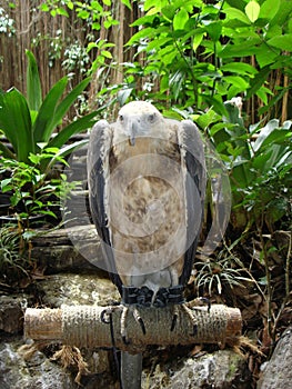 The Philippine eagle in Ark Avilon