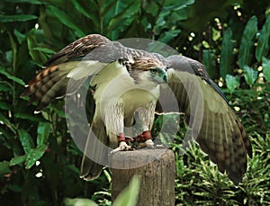 Philippine Eagle Spread Wings