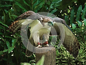 Philippine Eagle Spread Wings photo