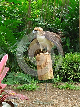 The Philippine Eagle