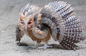 Philippine Eagle-Owl