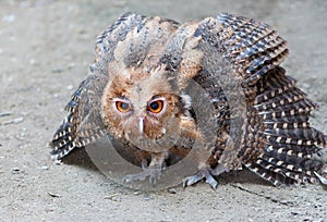 Philippine Eagle-Owl