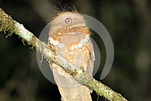 Philippine frogmouth