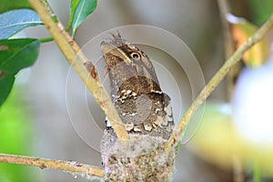 Philippine frogmouth nesting