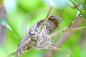 Philippine frogmouth nesting
