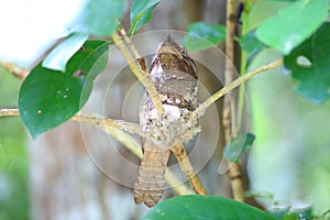 Philippine frogmouth nesting