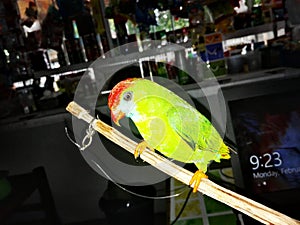 Philippine Hanging Parrot - Colasisi in Adlay, Carrascal, Surigao del Sur