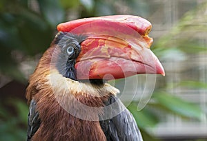 Philippine hornbill rufous hornbill bird portrait