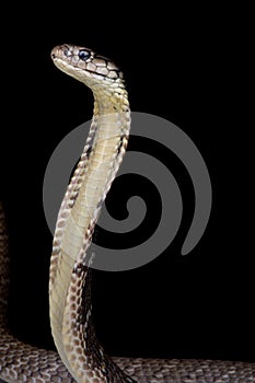 Philippine King cobra Ophiophagus hannah