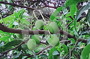 Philippine mango is said to be the best tasting mango in the world also in india