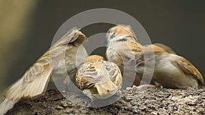 Philippine Maya Bird Eurasian Tree Sparrow or Passer montanus perch on tree branch mouth feed companion.