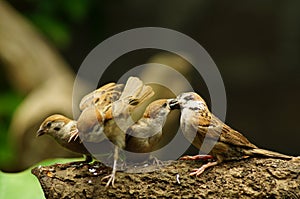 Philippine Maya Bird Eurasian Tree Sparrow or Passer montanus perch on tree branch mouth feed companion.