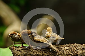 Philippine Maya Bird Eurasian Tree Sparrow or Passer montanus perch on tree branch mouth feed companion.