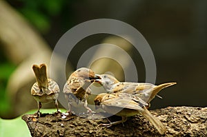 Philippine Maya Bird Eurasian Tree Sparrow or Passer montanus perch on tree branch mouth feed companion.