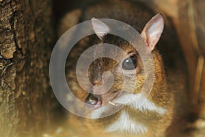 Philippine mouse-deer