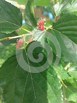 Philippine Mulberry, known locally as moras, amoras, or amingit, are a rising star in Philippine agriculture photo