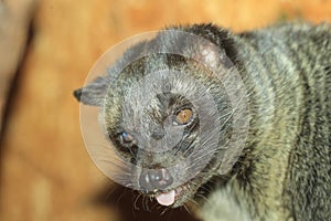 Philippine Palm civet