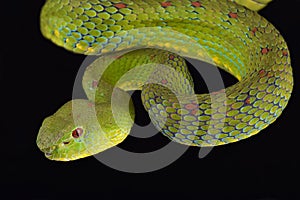 Philippine pit viper Trimeresurus flavomaculatus photo