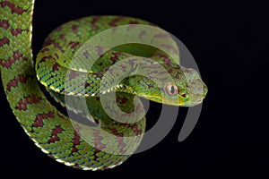 Philippine pit viper Trimeresurus flavomaculatus male photo