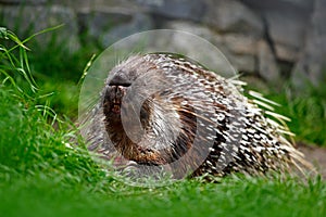 Philippine porcupine, Indonesian porcupine, or Palawan porcupine, Hystrix pumila, animal in the nature habitat. Mammal in grass. A