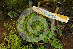 Philippine Raspberry photo