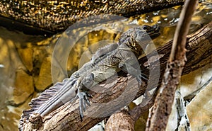 Philippine Sailfin Lizard