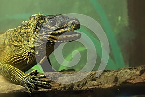 Sailfin Lizard photo