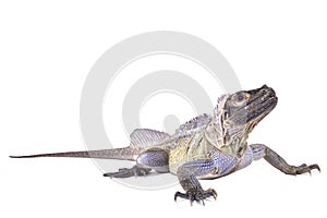 Philippine sailfin lizard, Hydrosaurus pustulatus