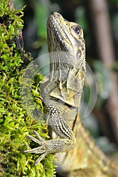 Philippine sailfin lizard Hydrosaurus pustulatus