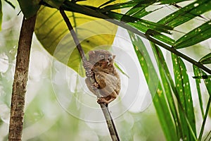 Philippine sarangani tarsier