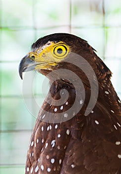 Philippine Serpent Eagle