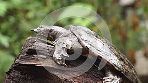 Philippine soft shelled taxonomic family turtle Trionychidae on rotting wood.