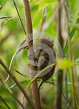 Philippine tarsier