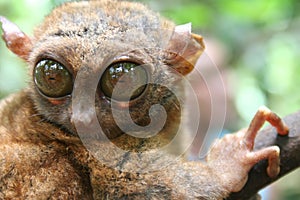 Philippine Tarsier